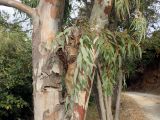 Eucalyptus camaldulensis
