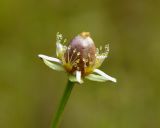 Parnassia palustris