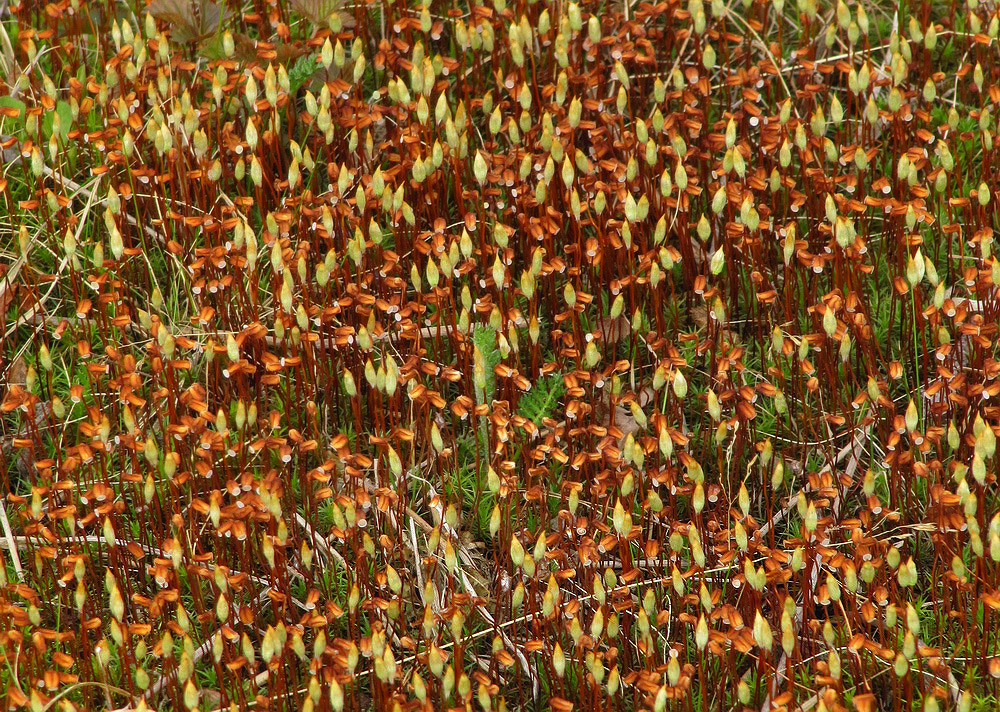 Image of Polytrichum juniperinum specimen.