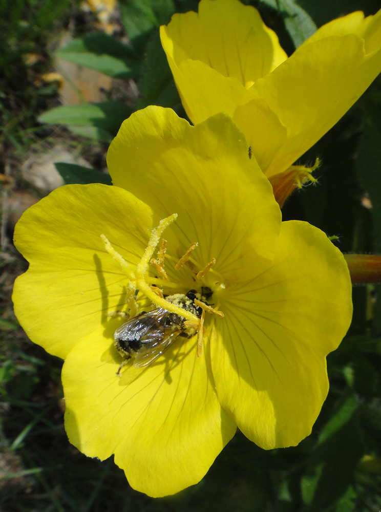 Изображение особи Oenothera pilosella.