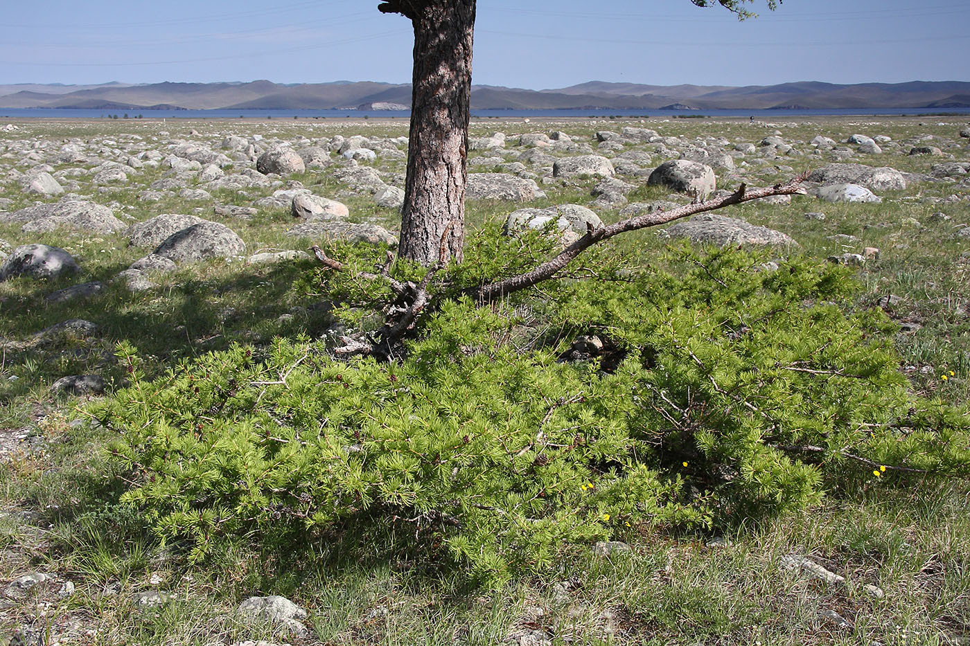 Image of Larix sibirica specimen.