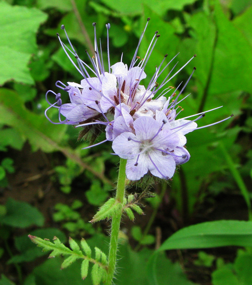 Изображение особи Phacelia tanacetifolia.