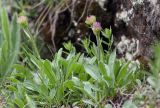 Aster alpinus