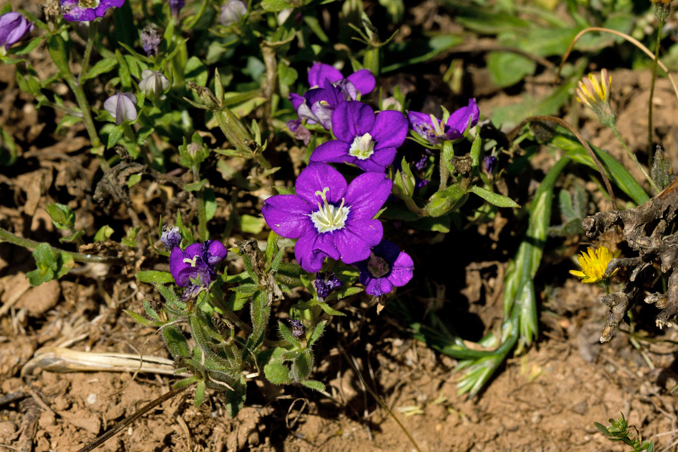 Image of Legousia speculum-veneris specimen.
