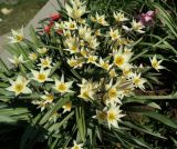 Tulipa bifloriformis