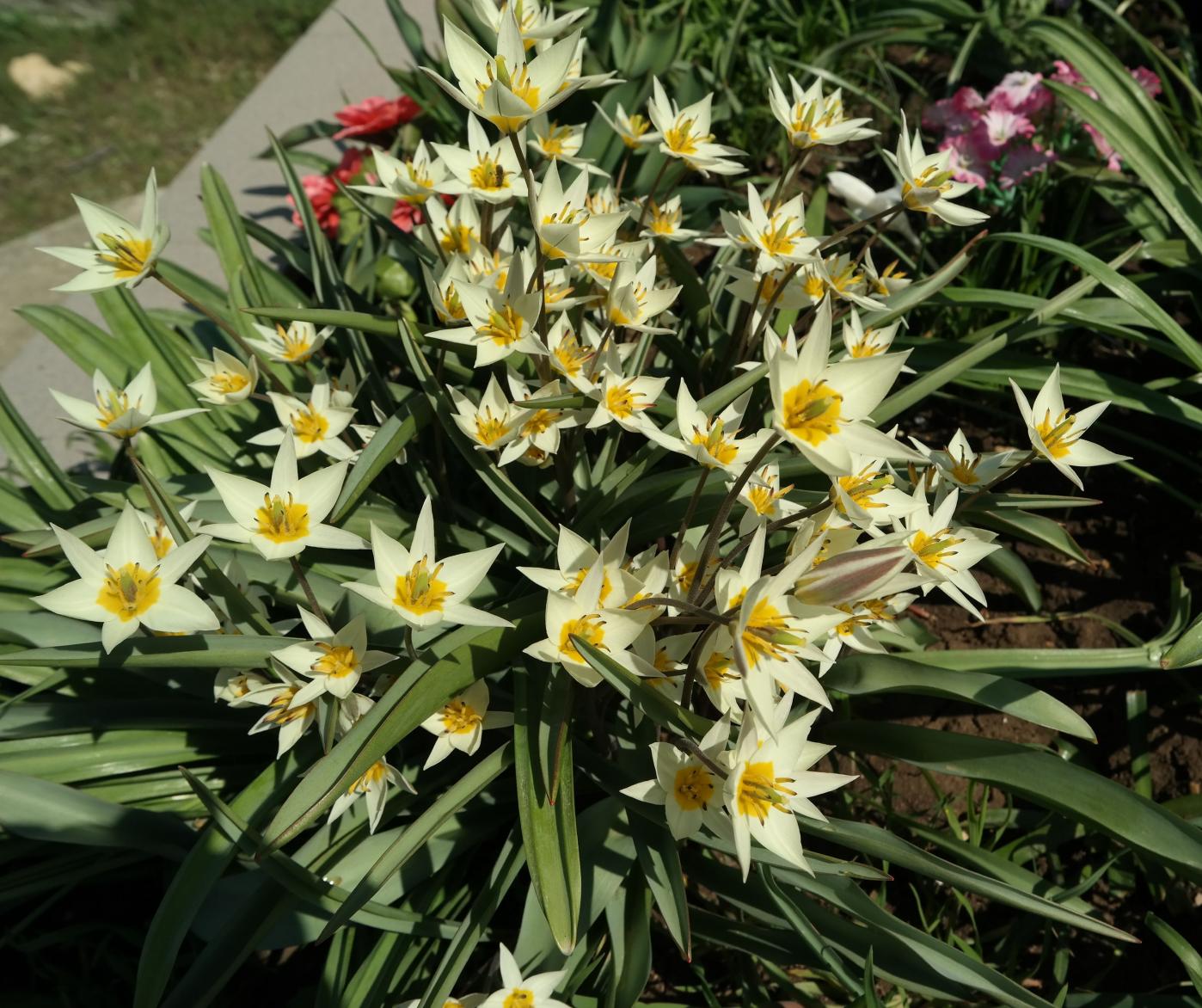 Image of Tulipa bifloriformis specimen.