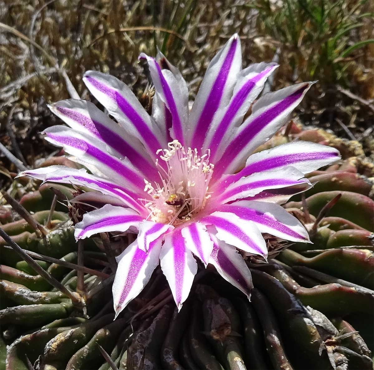 Image of Echinofossulocactus multicostatus specimen.