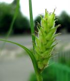 Carex hirta. Соплодие с превышающим его кроющим листом (увеличено). Украина, г. Киев, Южная Борщаговка, ул. Булгакова, запущенный газон. 20 мая 2010 г.