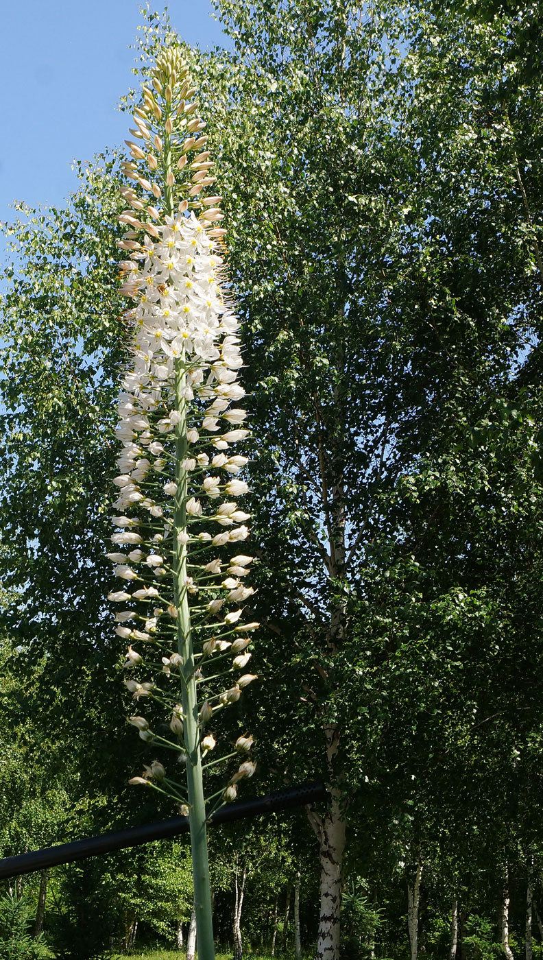 Image of Eremurus robustus specimen.