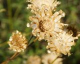 Centaurea orientalis