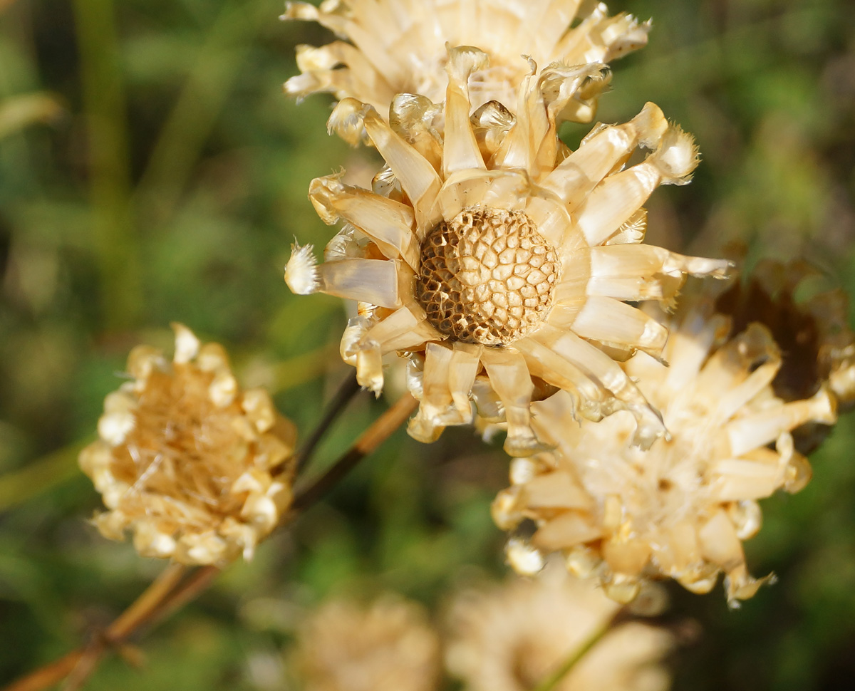 Image of Centaurea orientalis specimen.