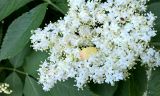 Sambucus nigra. Соцветие с охотящимся пауком и листья. Краснодарский край, г. Тихорецк, в культуре. 15.05.2018.