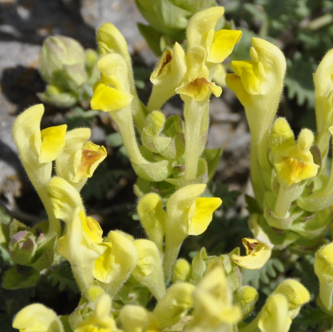 Image of Scutellaria orientalis ssp. pinnatifida specimen.