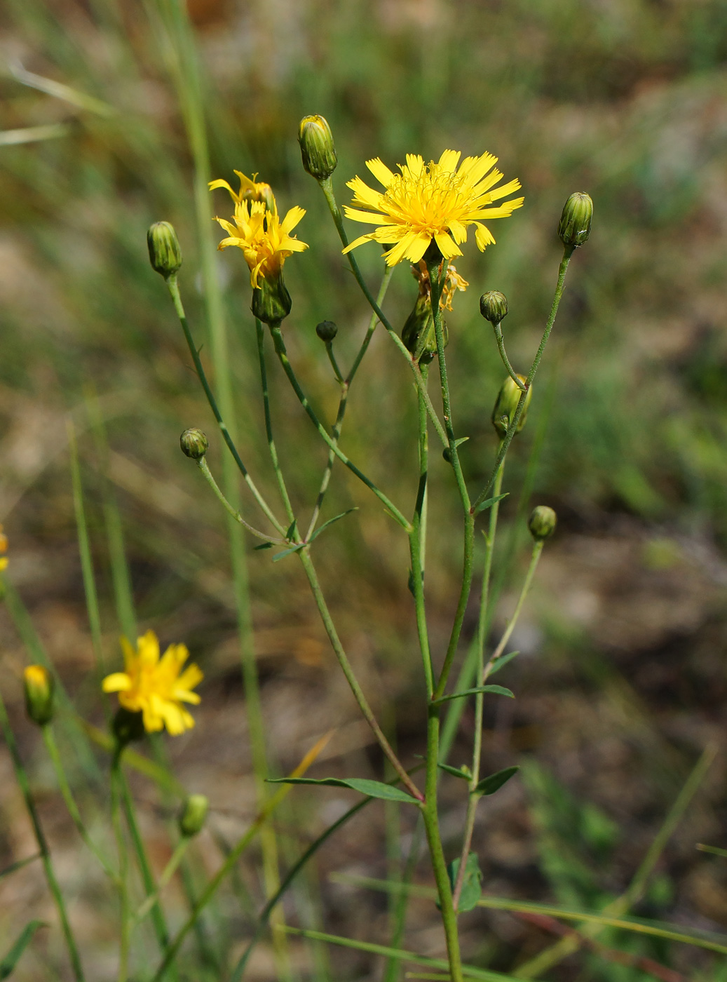 Изображение особи род Hieracium.