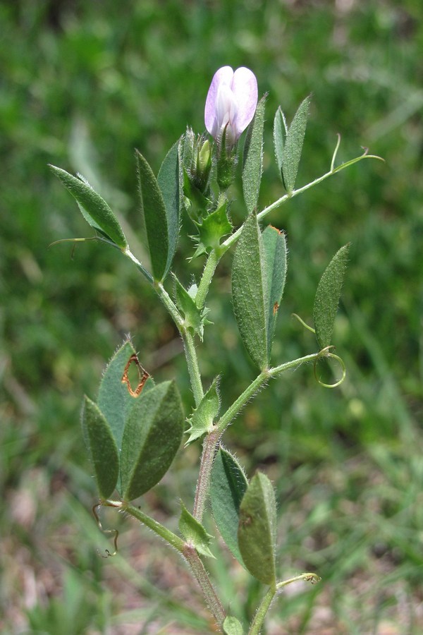 Изображение особи Vicia bithynica.