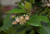 Cotoneaster lucidus