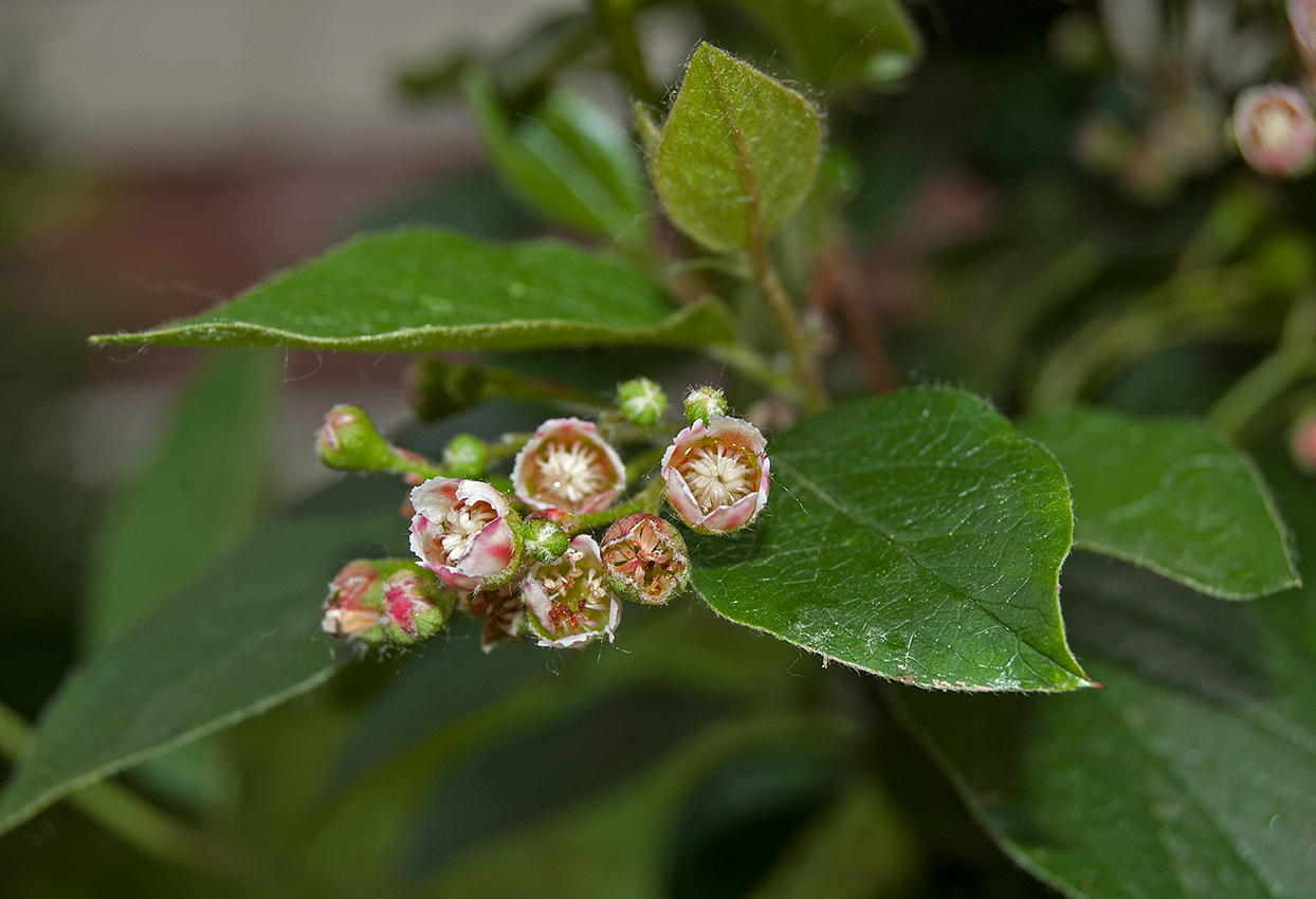 Image of Cotoneaster lucidus specimen.