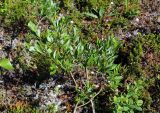 Salix phylicifolia