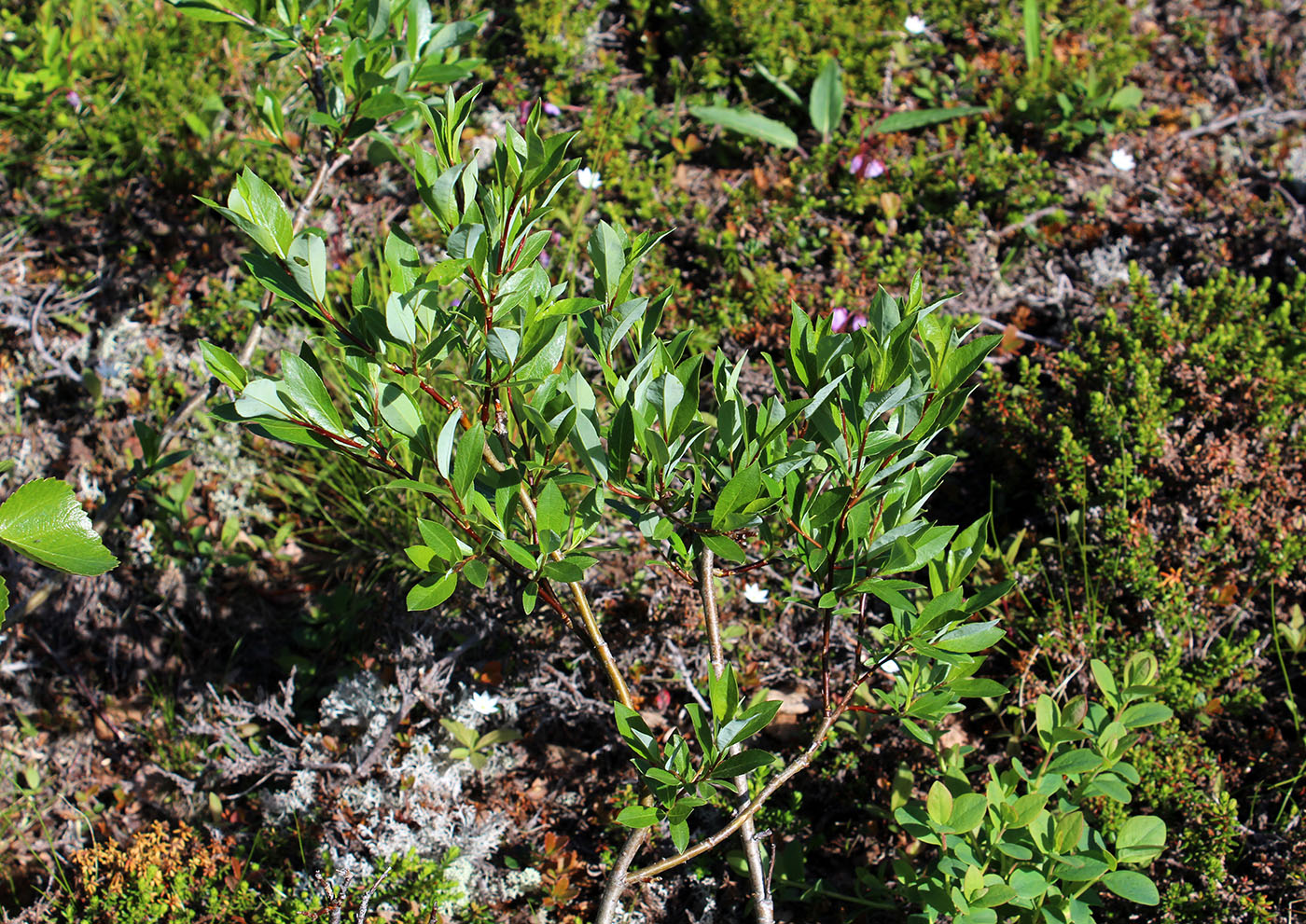 Изображение особи Salix phylicifolia.