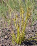 Carex pseudocyperus