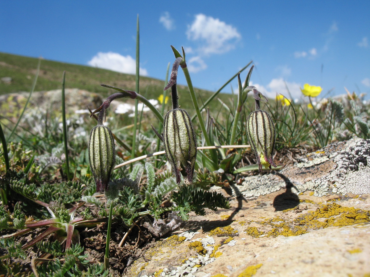 Изображение особи Gastrolychnis gonosperma.