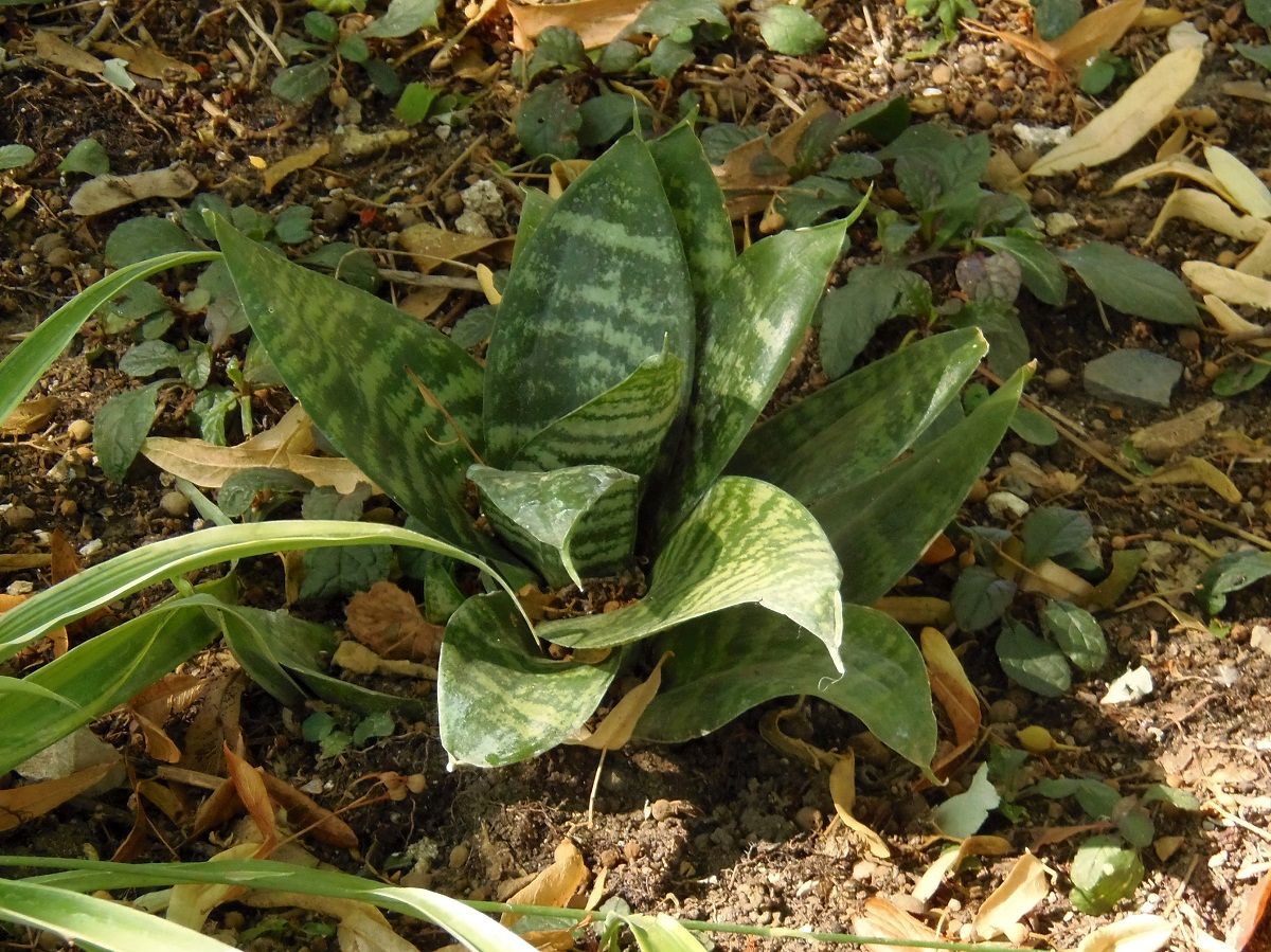 Image of Sansevieria trifasciata specimen.