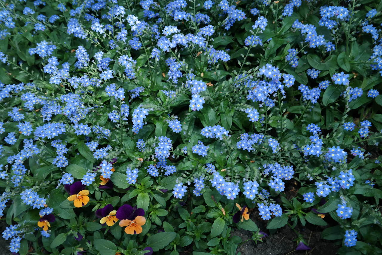 Image of genus Myosotis specimen.