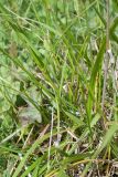 Festuca arundinacea
