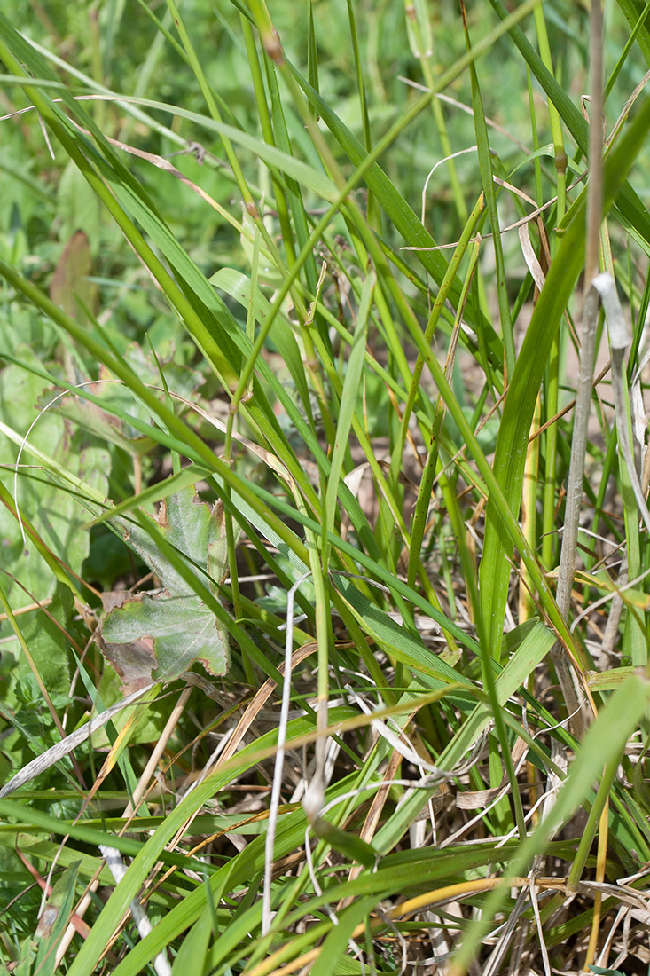 Изображение особи Festuca arundinacea.