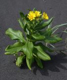 Senecio pseudoarnica