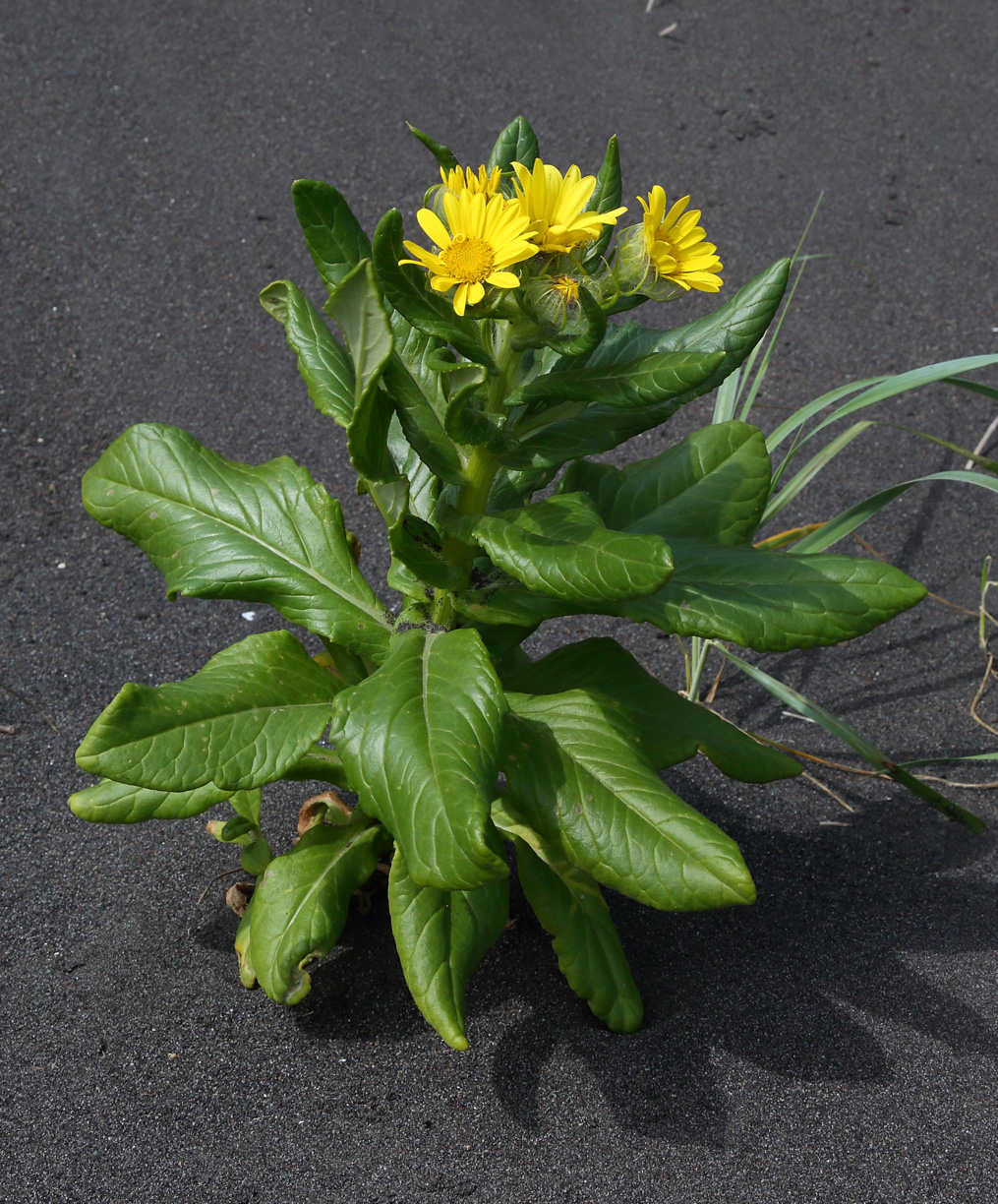 Image of Senecio pseudoarnica specimen.