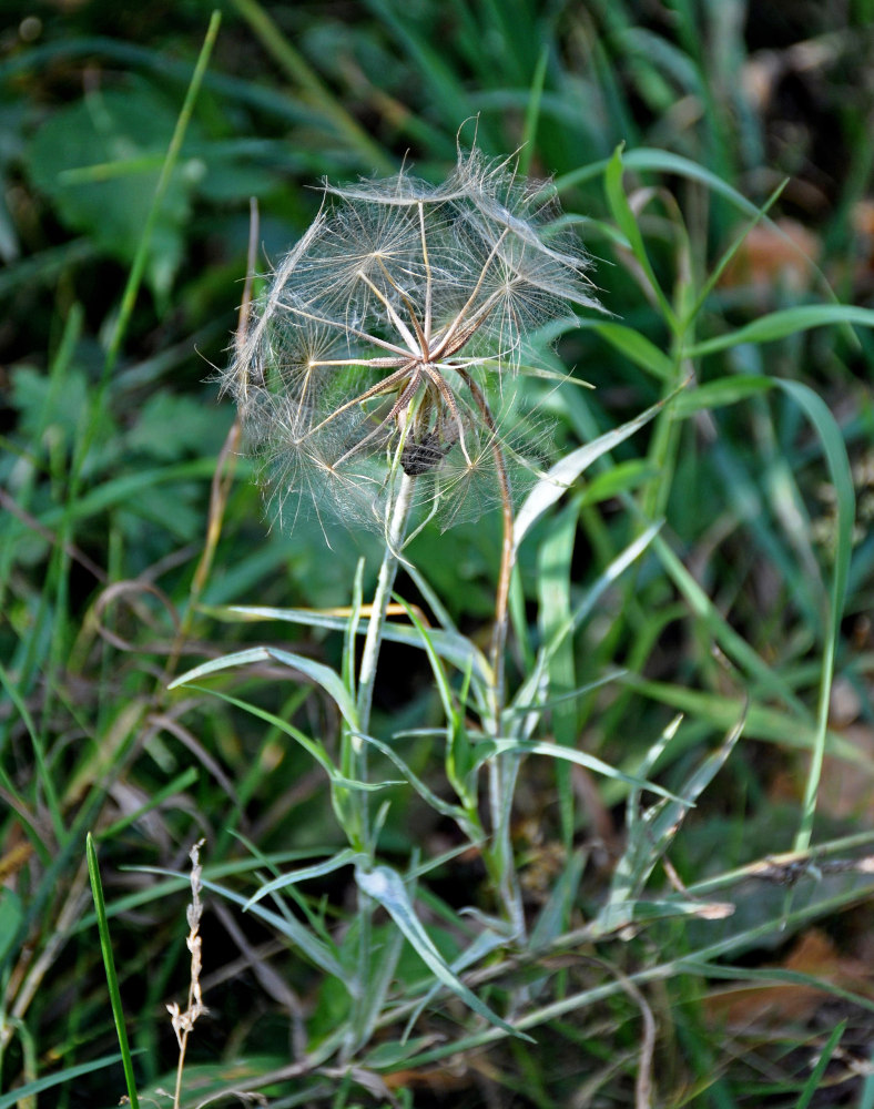 Изображение особи род Tragopogon.