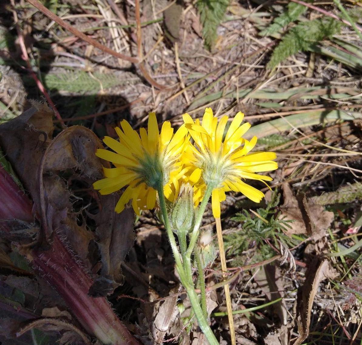 Изображение особи Crepis ciliata.