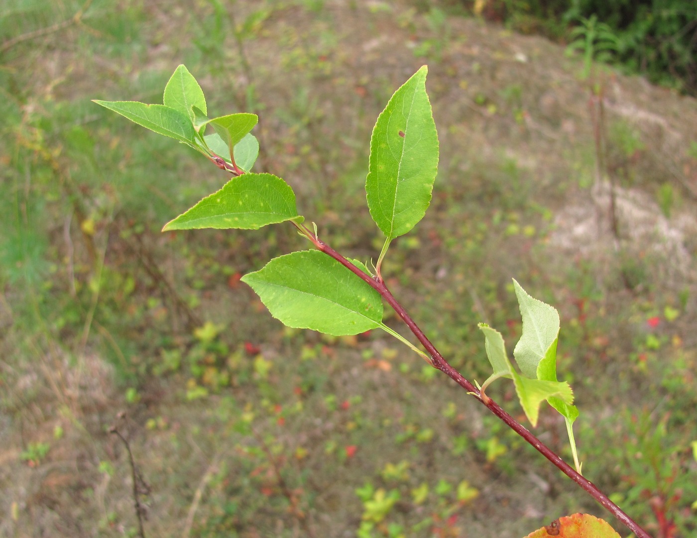 Изображение особи род Malus.