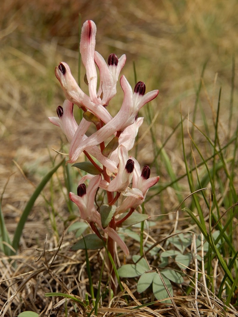 Изображение особи Corydalis schanginii.