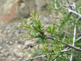 Rhamnus tortuosa. Верхушка ветви. Дагестан, Унцукульский р-н, ок. 700 м н.у.м., каменистый склон горы. 11.05.2018.