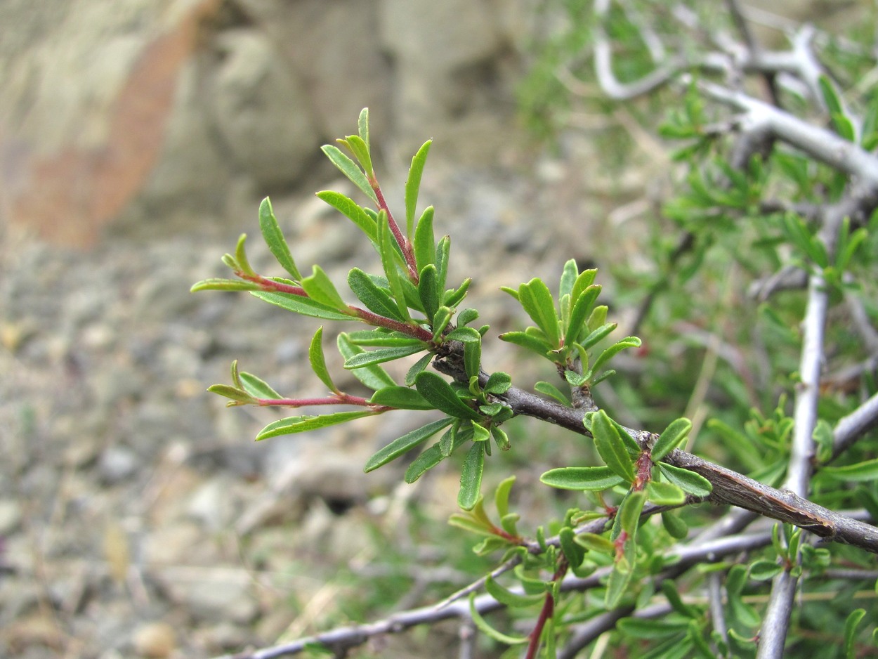 Изображение особи Rhamnus tortuosa.