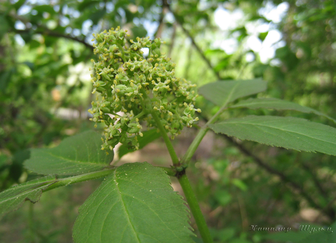 Image of Sambucus sibirica specimen.