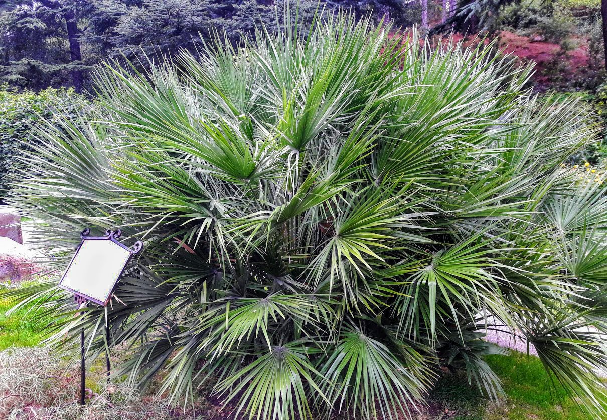 Image of Chamaerops humilis specimen.