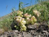 Astragalus skorniakowii