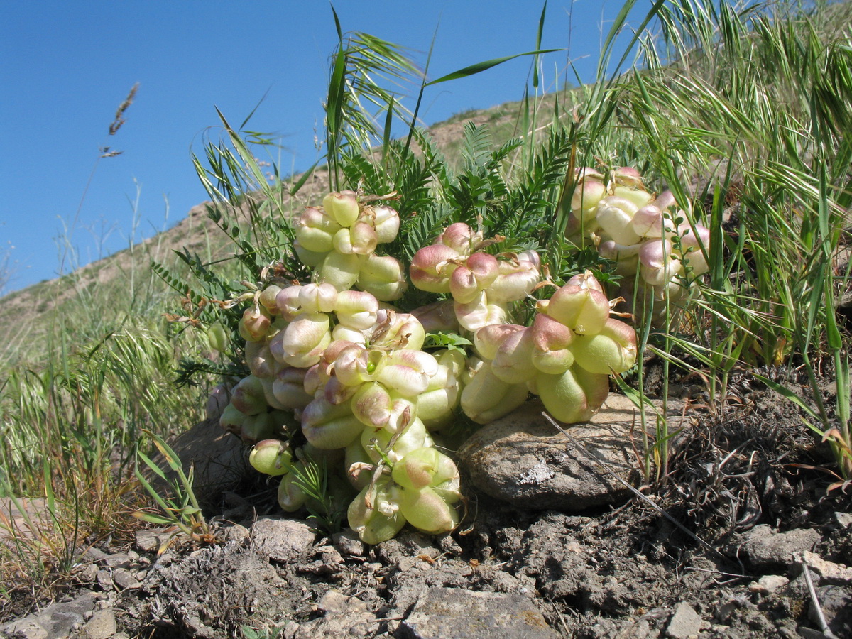 Изображение особи Astragalus skorniakowii.