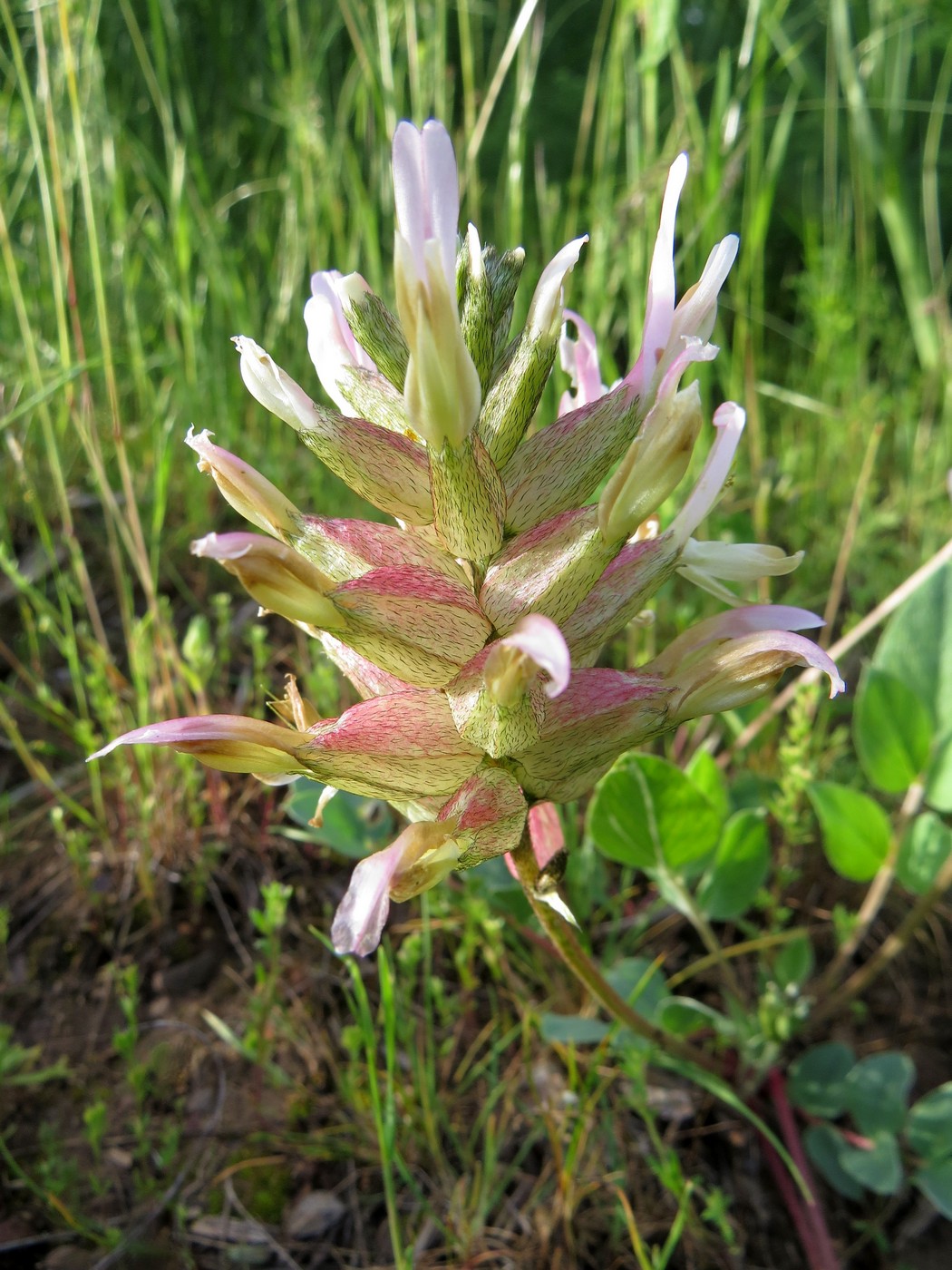 Image of Astragalus megalomerus specimen.