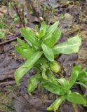 Calendula officinalis