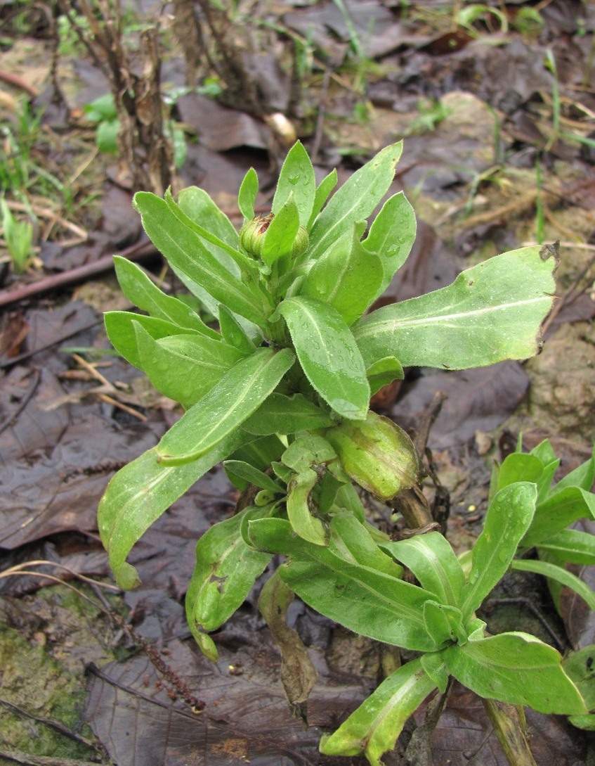 Изображение особи Calendula officinalis.