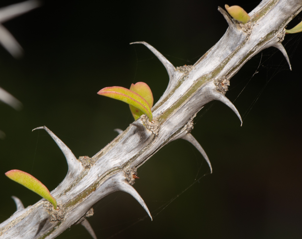 Image of Fouquieria splendens specimen.