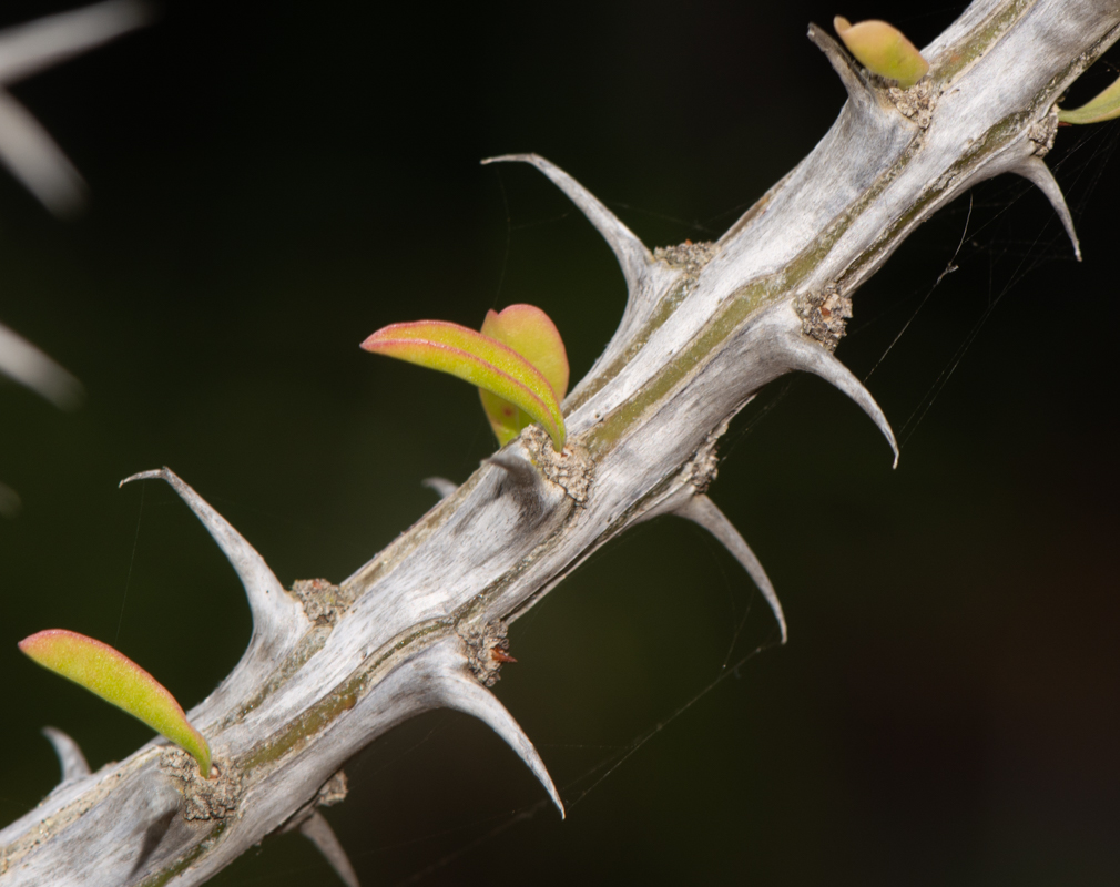 Изображение особи Fouquieria splendens.