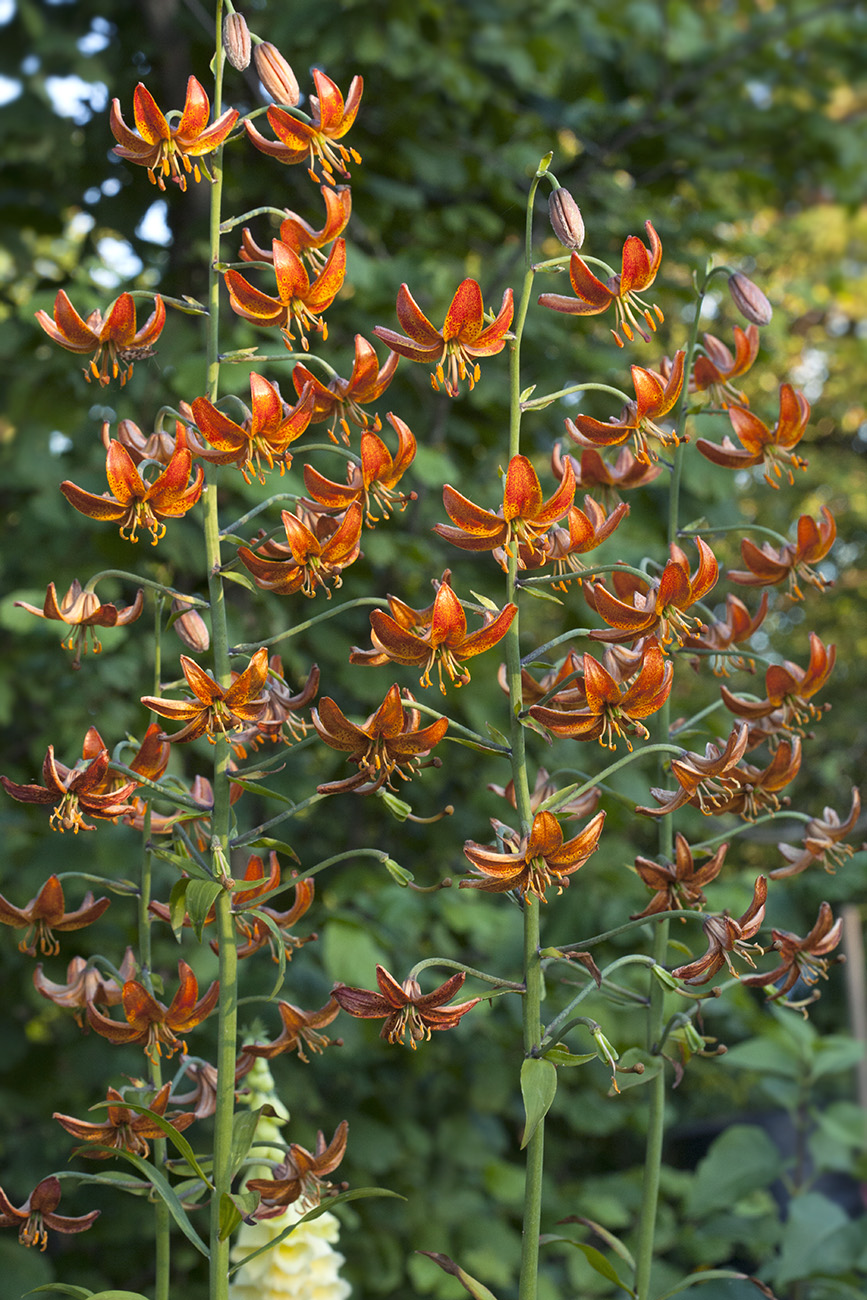 Image of Lilium × marhan specimen.
