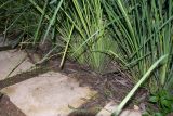 Lomandra longifolia