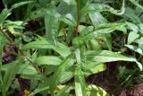 Lactuca sibirica