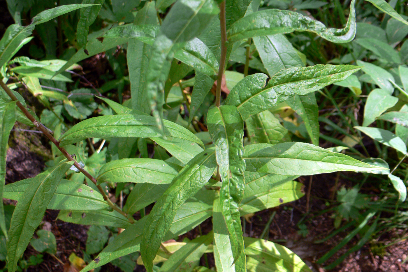 Изображение особи Lactuca sibirica.